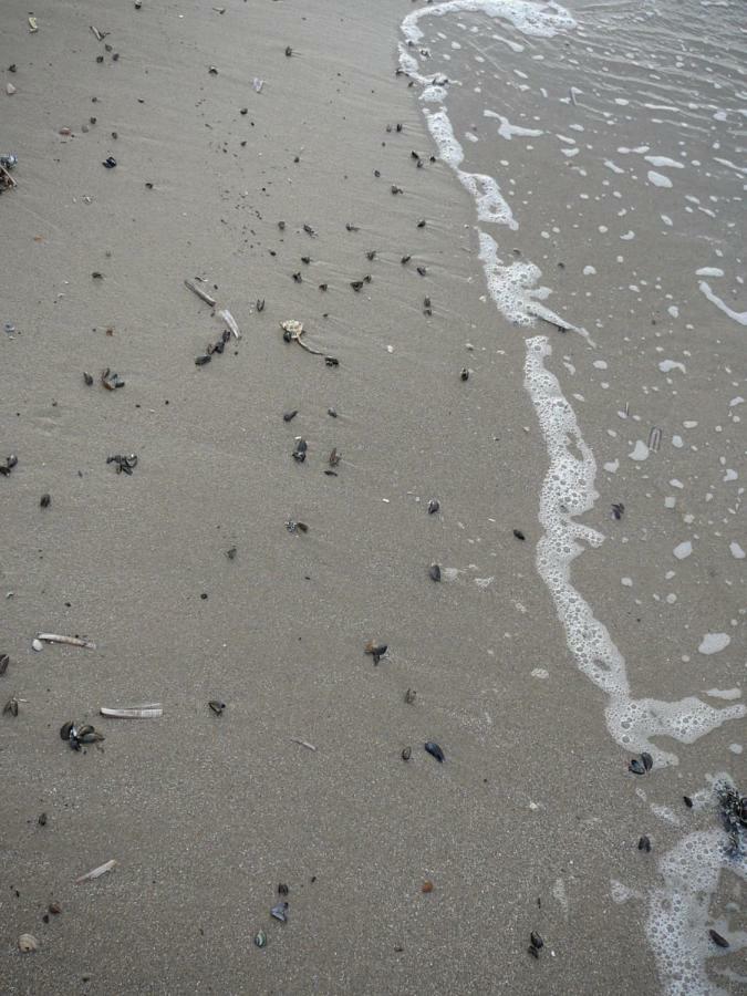 Strandslag Zanddijk 229 Julianadorp Aan Zee エクステリア 写真